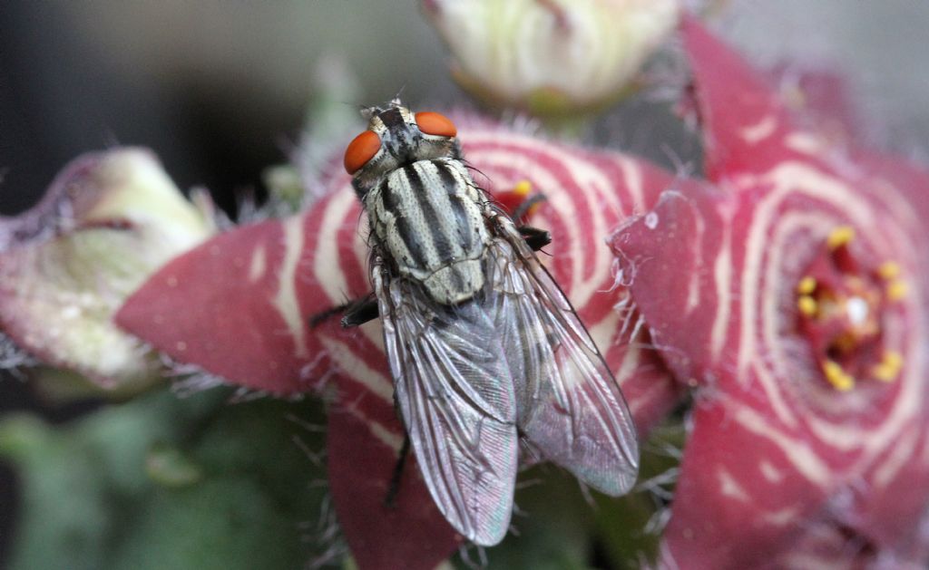 Sarcophaga sp., femmina